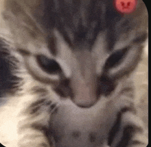 a close up of a cat 's face with a red smiley face on it 's head .