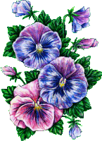 a bunch of purple and pink flowers with green leaves