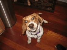 a small brown and white dog is sitting on a wooden floor looking up at the camera .