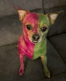 a small chihuahua with pink and green paint on its face