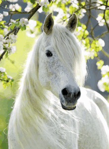 a white horse with a long mane stands in front of a tree with flowers