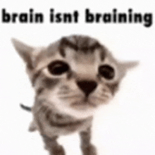 a kitten is standing in front of a white background with the words `` brain isnt braining '' .