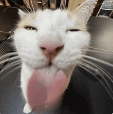 a close up of a cat 's face with its tongue hanging out .