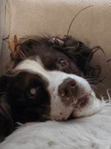 a brown and white dog is laying on a couch