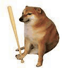 a cheems dog is holding a baseball bat in its mouth .