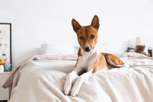 a small brown and white dog laying on a bed