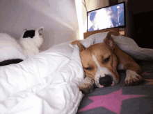 a dog laying under a blanket with a tv in the background that says ' nbc ' on it