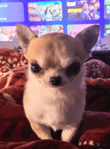 a small chihuahua laying on a blanket with a tv screen behind it