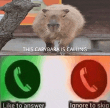 a capybara is standing next to a sign that says this capybara is calling like to answer ignore to skip .