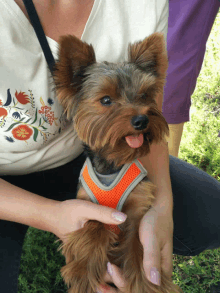 a small dog wearing an orange harness is being held by a woman wearing a white shirt with flowers on it