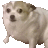 a small white dog is standing on a white background and looking at the camera .