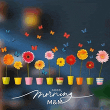 colorful flowers in pots with butterflies and the words good morning m & m on the bottom