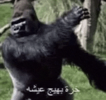 a gorilla is standing in the grass with its arms outstretched in front of a tree .