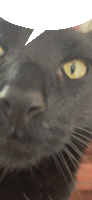 a close up of a cat 's face with a speech bubble above it