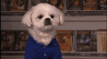 a small white dog wearing a blue shirt is standing in front of a shelf full of star wars dvds