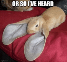 a rabbit with large ears is laying on a pillow .