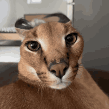 a close up of a cat 's face with a very long nose