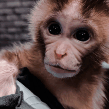 a close up of a monkey 's face with a black background