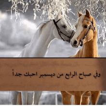 a couple of horses standing next to each other with arabic writing behind them