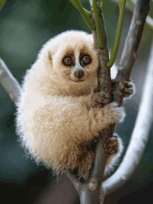 a small furry animal sitting on a tree branch looking at the camera