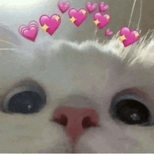 a close up of a white cat 's face with pink hearts on it 's head .