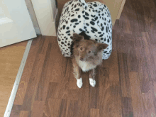 a small dog laying in a dalmatian blanket