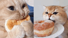 a cat eating a donut next to a cat holding a donut