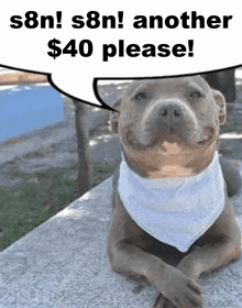 a dog wearing a bandana and a speech bubble that says $ 40 please .