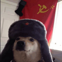 a dog wearing a fur hat with a hammer and sickle on it is standing in front of a red flag .