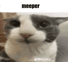 a close up of a cat 's face with the word meeper on it