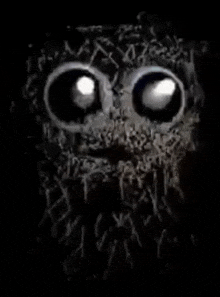 a close up of a spider 's face in the dark with big eyes .