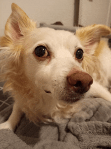 a small white dog with a brown nose is laying on a grey blanket