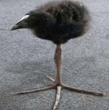 a small black bird with a white beak is standing on a concrete surface