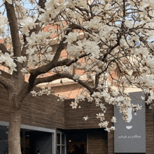 a tree with white flowers on it is in front of a building .