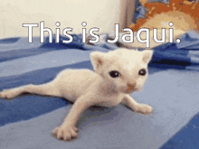 a white kitten is laying on a bed with the words this is jaqui