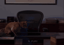 a cat sits on a desk in front of a name plate that says n. fury