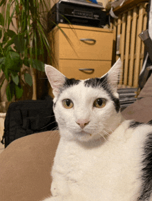 a black and white cat laying on a bed with a printer in the background