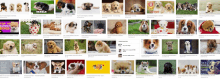 a bunch of pictures of puppies with one that says beagle on it