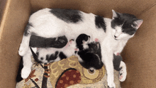 a black and white cat nursing her kittens in a box