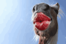 a close up of a horse 's face with red lipstick on its lips