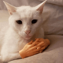 a white cat is laying on a bed with a plastic hand on its chest .