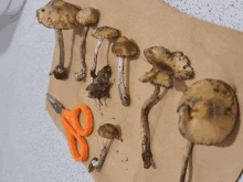 a pair of scissors sits next to some mushrooms on a table