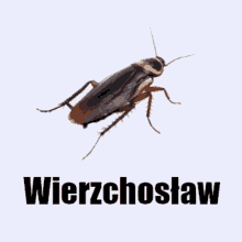 a cockroach on a white background with the name wierzchoslaw