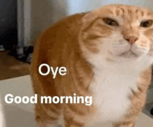 an orange and white cat is standing on a table and says `` good morning '' .