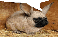 a pug that looks like a rabbit is sitting on a pile of hay