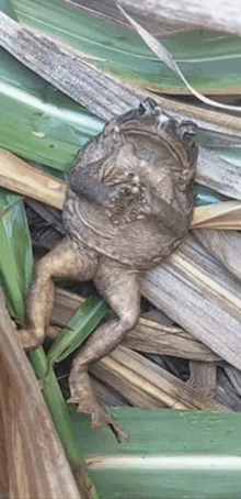 a frog is sitting on a pile of leaves and branches