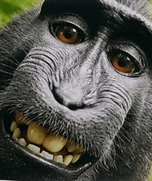 a close up of a monkey 's face with its teeth showing