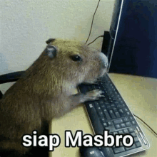 a capybara is sitting on a desk using a computer keyboard .