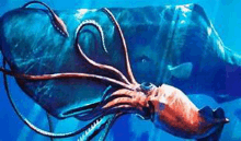 a giant squid is swimming next to a large whale in the ocean .