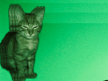 a kitten sitting on a green surface with a green background